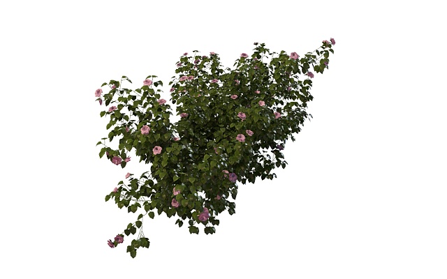 Pink flowering shrubs 3d rendering