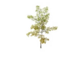 European birch tree 3d model preview