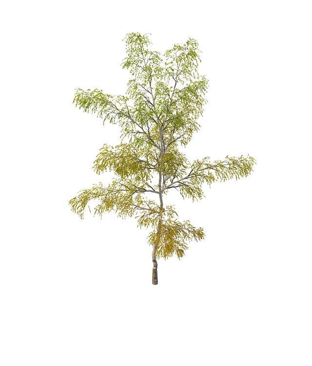 European birch tree 3d rendering