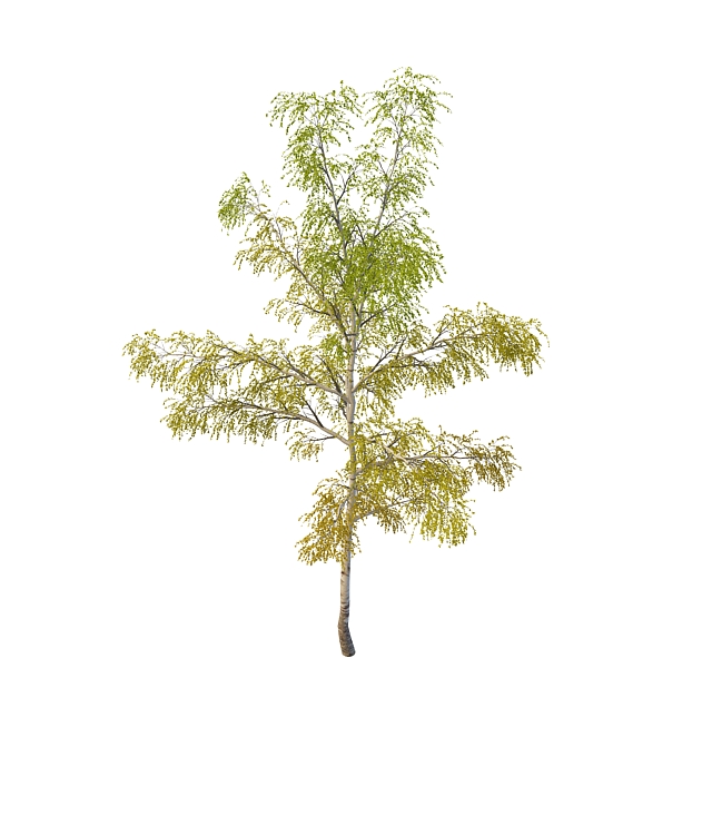 European birch tree 3d rendering