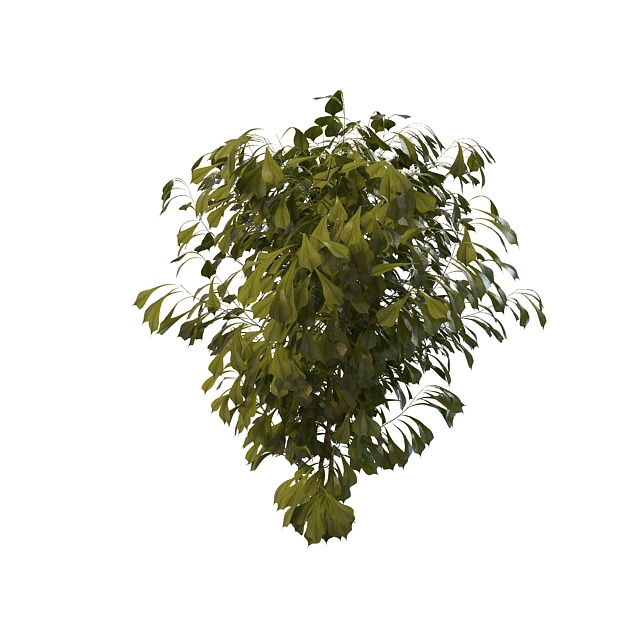 Small maidenhair tree 3d rendering