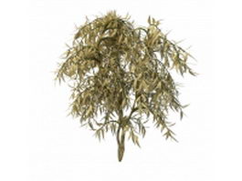 Dappled willow plant 3d model preview