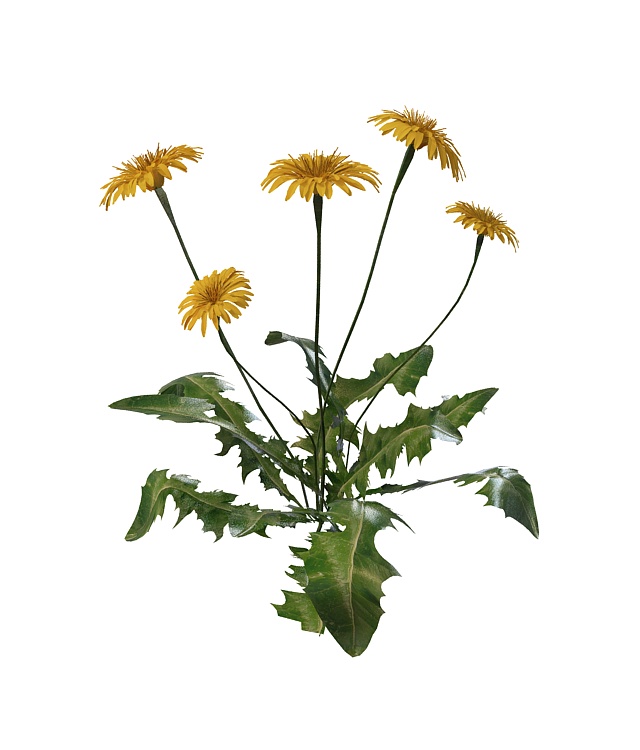 Dandelion plant with flowers 3d rendering