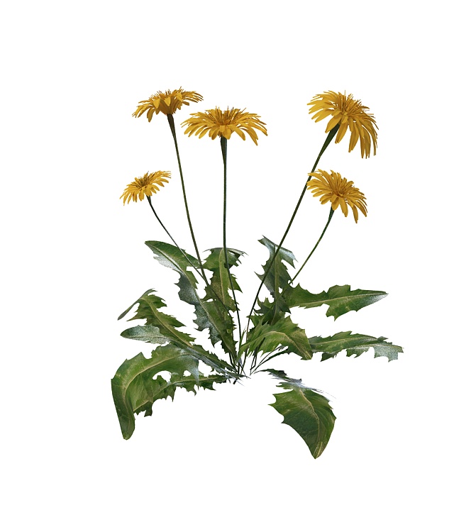 Dandelion plant with flowers 3d rendering