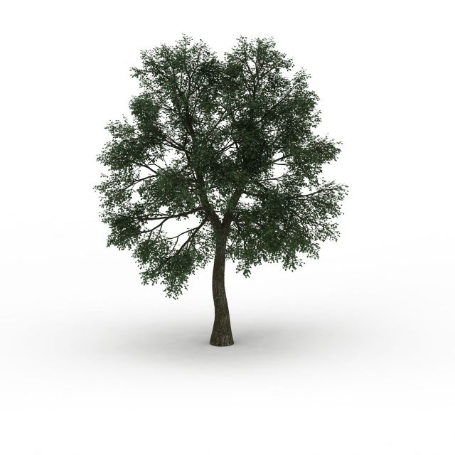 Cedar elm tree 3d rendering