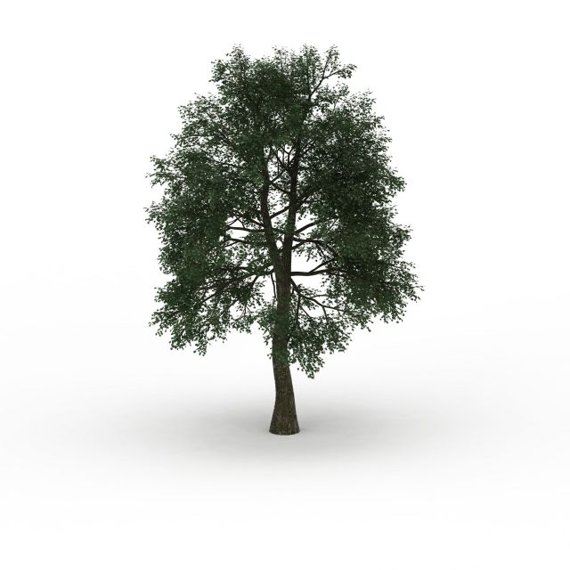 Cedar elm tree 3d rendering