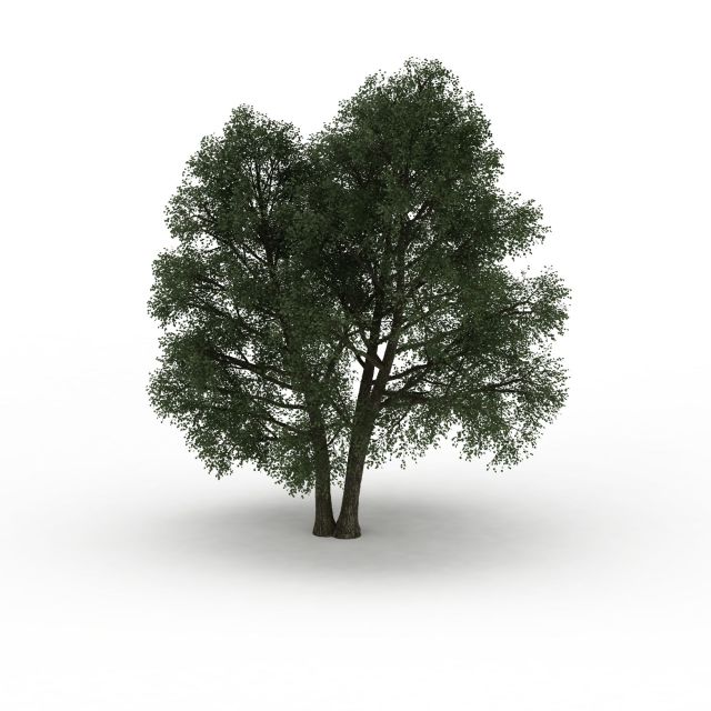 Old ash tree 3d rendering