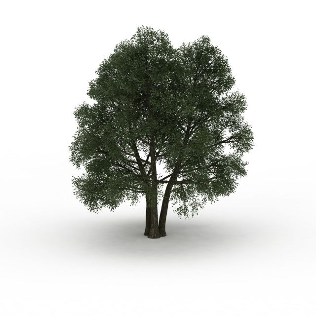 Old ash tree 3d rendering