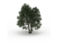 Old ash tree 3d model preview