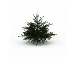 Dwarf cedar tree 3d model preview