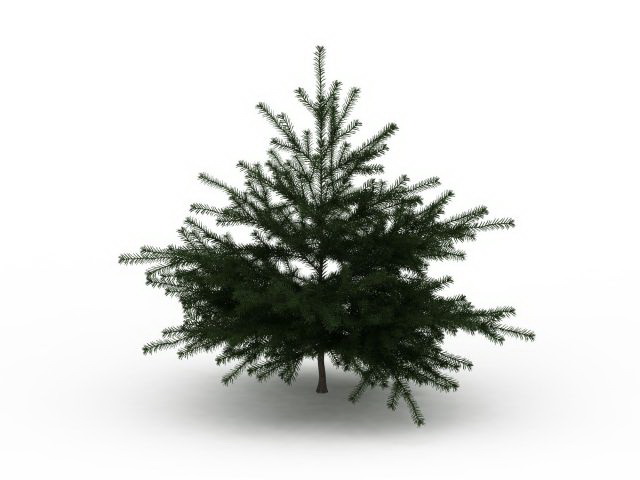 Dwarf cedar tree 3d rendering