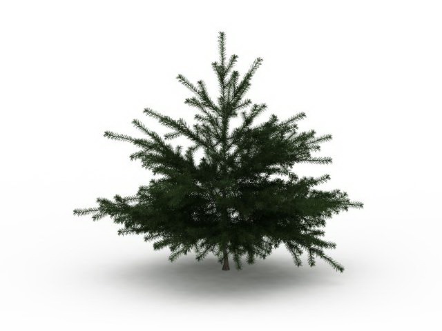 Dwarf cedar tree 3d rendering