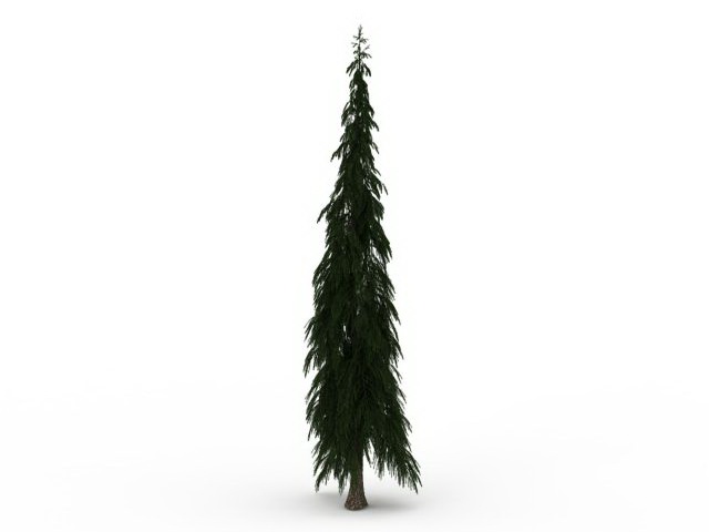 European silver fir tree 3d rendering