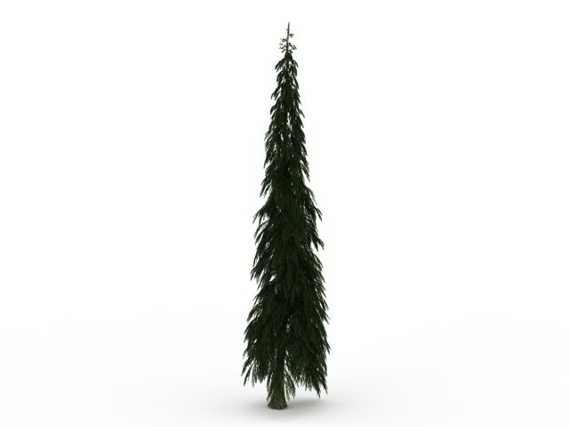 European silver fir tree 3d rendering