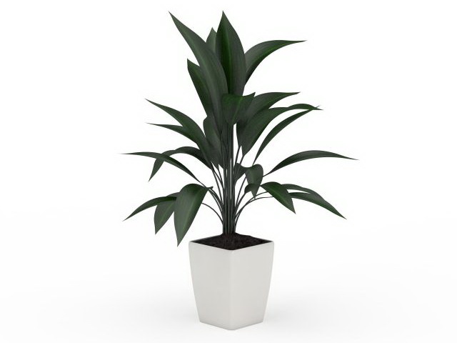 Potted broad leaf plant 3d rendering