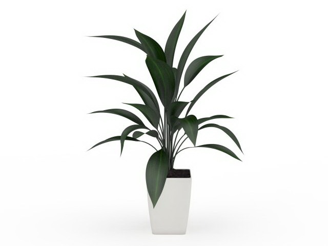 Potted broad leaf plant 3d rendering