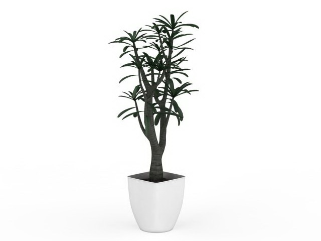 Small potted tree plant 3d rendering