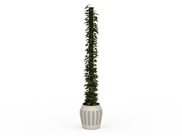 Indoor climbing ivy plants 3d rendering