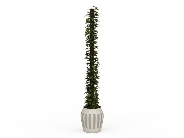 Indoor climbing ivy plants 3d rendering