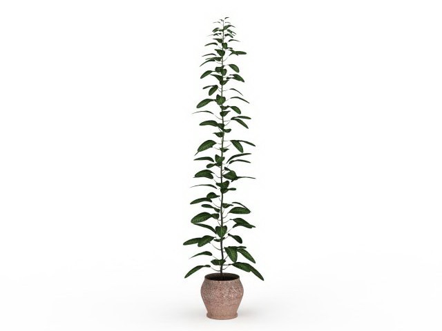 Tall potted plants 3d rendering