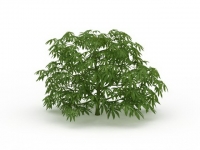 Japanese aralia paperplant 3d model preview