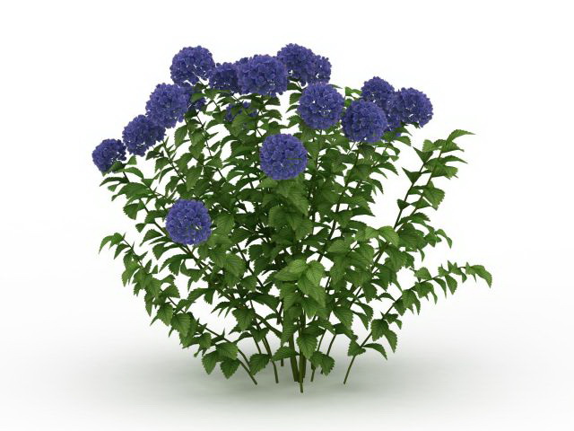 Blue Hydrangea plant 3d rendering