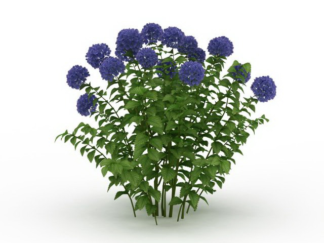 Blue Hydrangea plant 3d rendering