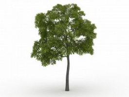 Eastern black walnut tree 3d model preview