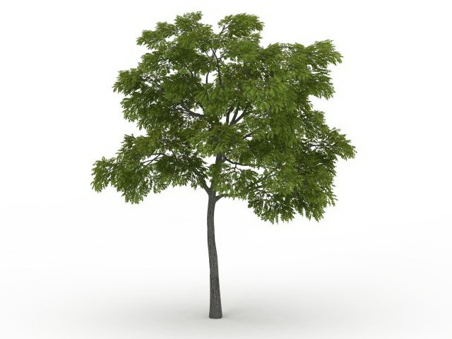 Eastern black walnut tree 3d rendering