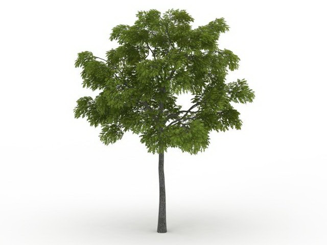 Eastern black walnut tree 3d rendering