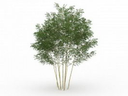 Phyllostachys bamboo 3d model preview