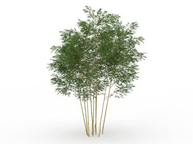 Phyllostachys bamboo 3d rendering