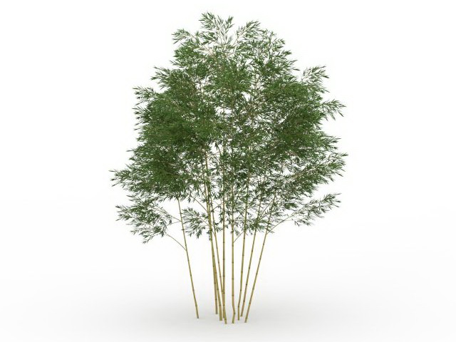 Phyllostachys bamboo 3d rendering