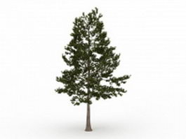 Loblolly pine evergreen tree 3d model preview