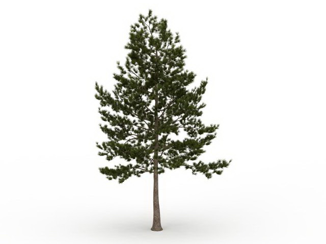 Loblolly pine evergreen tree 3d rendering