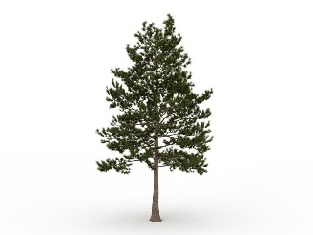 Loblolly pine evergreen tree 3d rendering