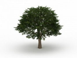Brazilian pepper tree 3d model preview