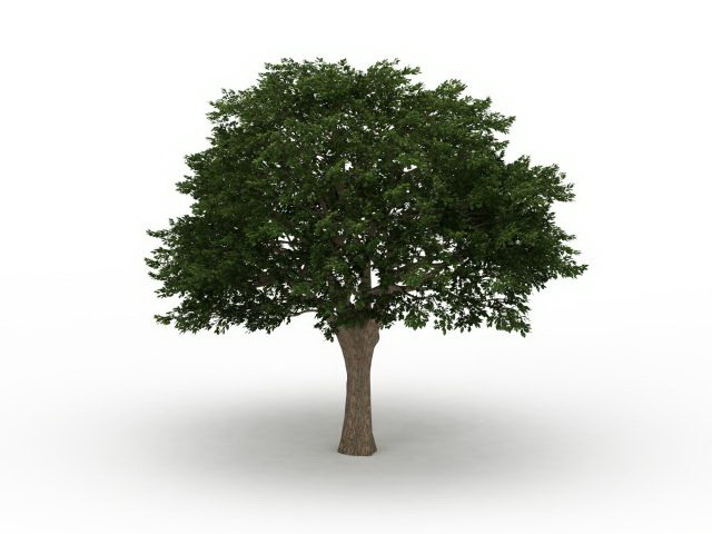Brazilian pepper tree 3d rendering