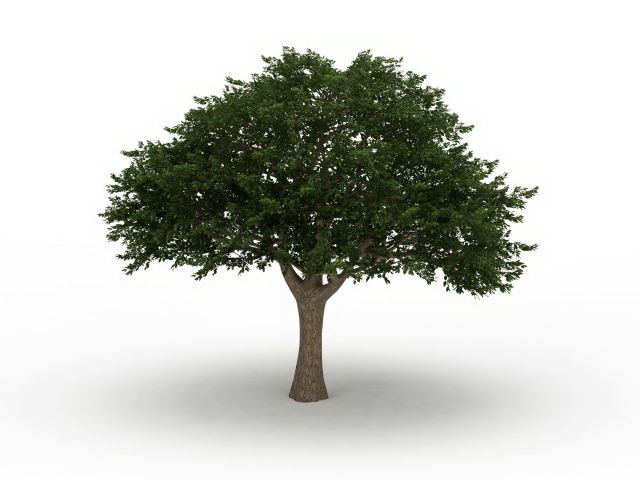 Brazilian pepper tree 3d rendering