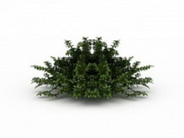 Privet honeysuckle 3d model preview