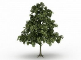 Sessile oak tree 3d model preview