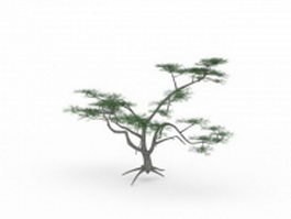 Whitethorn acacia plant 3d model preview