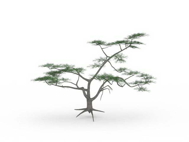 Whitethorn acacia plant 3d rendering