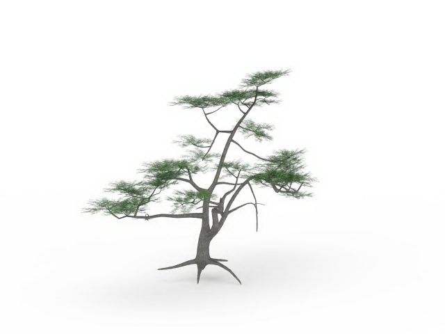 Whitethorn acacia plant 3d rendering