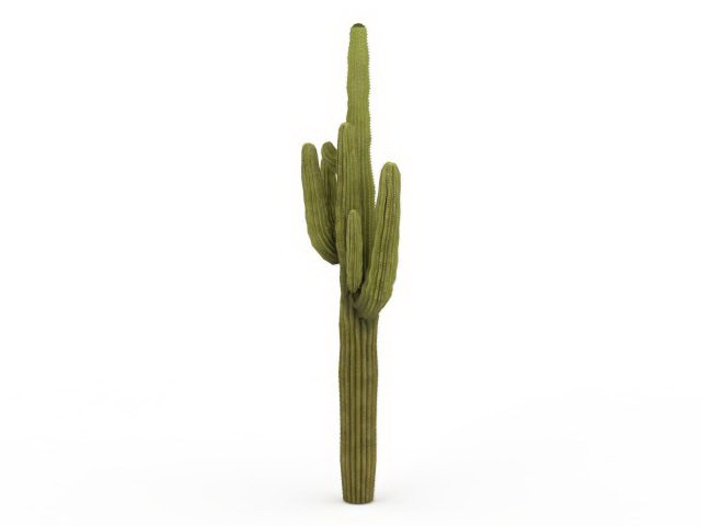 Mexican giant cardon 3d rendering