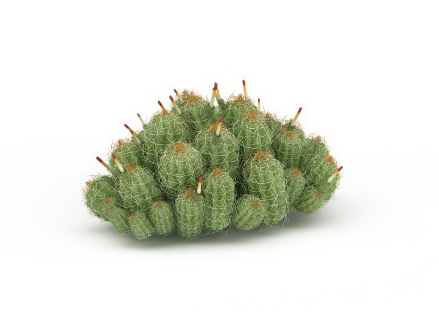 Flowering cactus plants 3d rendering