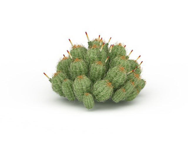 Flowering cactus plants 3d rendering