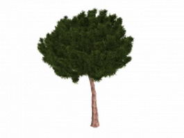 Coniferous pine tree 3d model preview