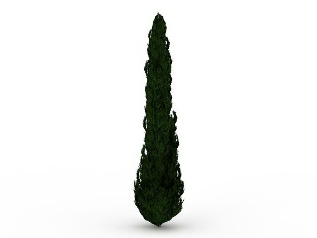 Pencil cypress tree 3d rendering