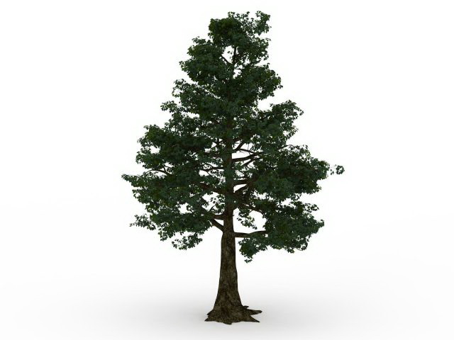 Old yew tree 3d rendering